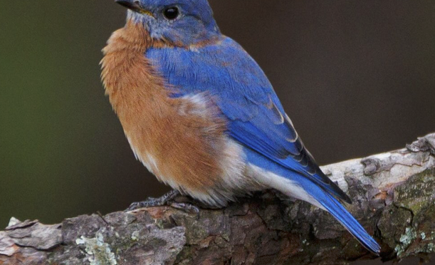 Photographing Eastern Bluebirds in NC